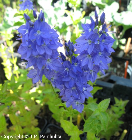 Veronica krylovii, altaintdyke